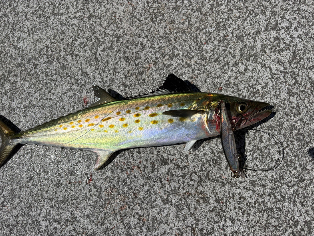 Great Lakes Tactics Catch Florida Spanish Mackerel in Charlotte Harbor