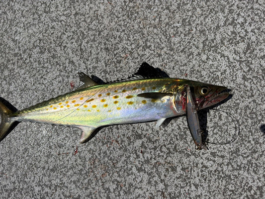 Great Lakes Tactics Catch Florida Spanish Mackerel in Charlotte Harbor