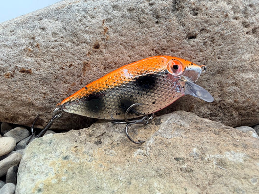 Orange Goby Thin Fin